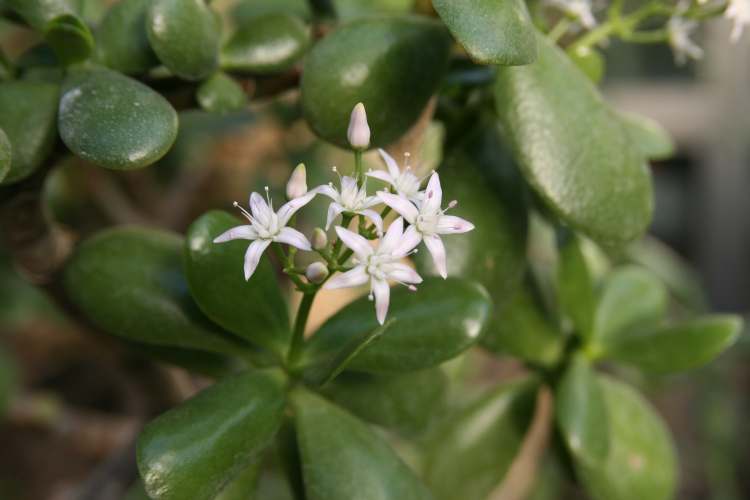 tree crassula,beestebal,Umchobozovithi,گل ناز, سدوم
